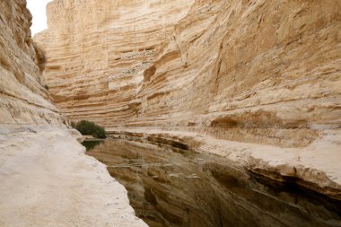 Ein Avdat Canyon, Negev Desert.  israel. 