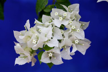 Majorelle Gardens. Flowers.  Marrakech. Morocco. 