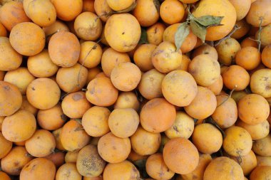 Oranges from Morocco. Marrakech. Morocco. 
