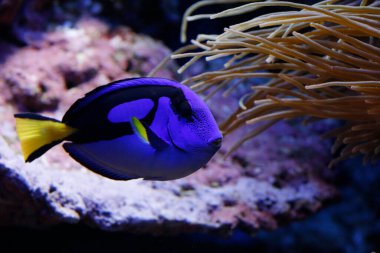 The aquarium of the Oceanographic Museum of Monaco. Blue surgeon fish. 