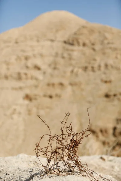 Barbed Wire Judean Desert Israel — Foto de Stock