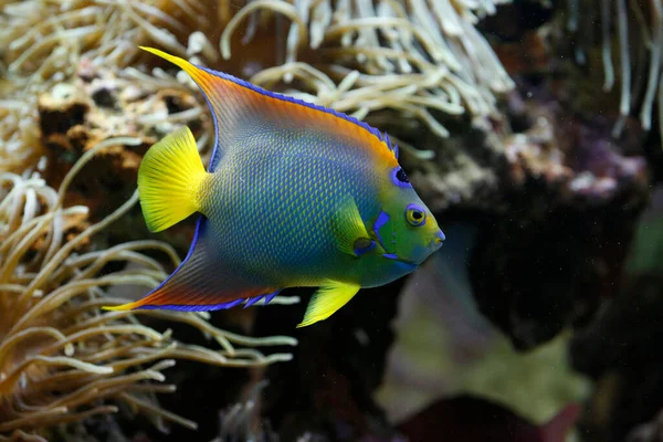 Aquarium Oceanographic Museum Monaco — Stok fotoğraf