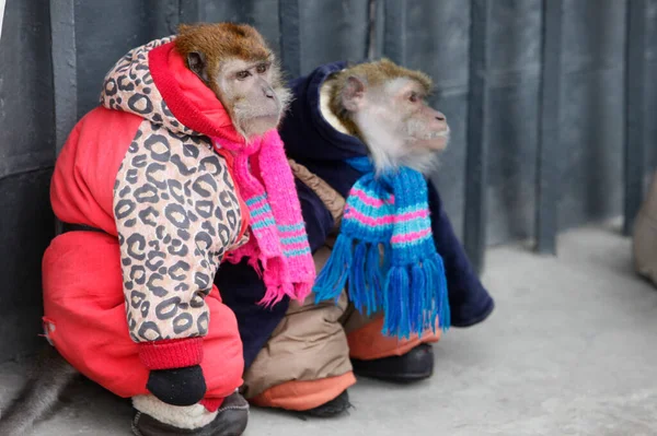 Dressed Monkeys Saint Petersburg Russia — Stockfoto