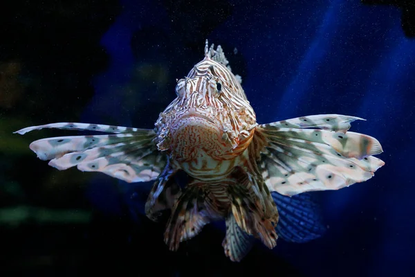 Red Lion Fish Aquarium Oceanographic Museum Monaco Лицензионные Стоковые Фото