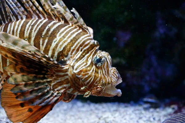 Red Lion Fish Aquarium Oceanographic Museum Monaco Лицензионные Стоковые Изображения