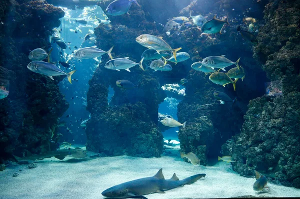 Aquarium Oceanographic Museum Monaco Стоковое Изображение