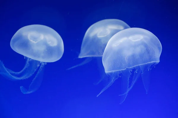 Jellyfish Aquarium Oceanographic Museum Monaco Лицензионные Стоковые Изображения