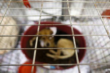 Kafesteki köpek. Satılık evcil hayvan. Paris mi? Fransa.