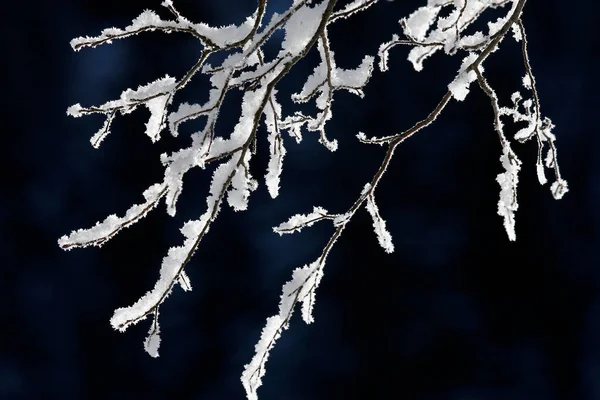 Ramo Innevato Inverno Nelle Alpi Francesi Francia — Foto Stock