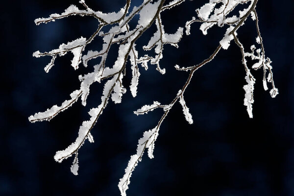 Snowy branch. Winter in the french Alps.  France. 
