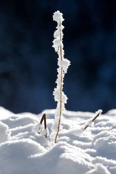 Снежная Трава Макрофотография Франция — стоковое фото
