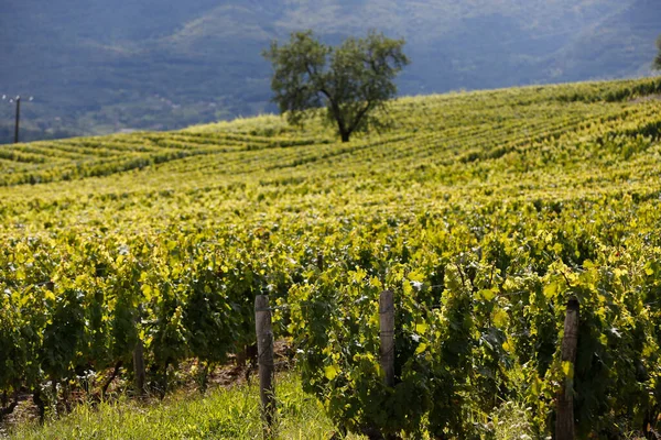 Savoie Deki Chignin Üzüm Bağı Fransa — Stok fotoğraf