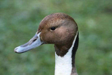 Ornitoloji Parkı (Parc des Oiseaux de Villards-les-Dombes). Eğil. Fransa. 