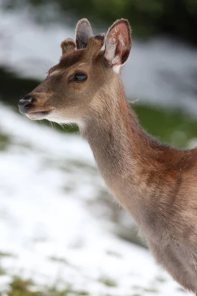 Французькі Альпи Дике Життя Червоний Олень Cervus Elaphus — стокове фото