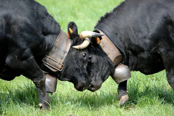 Combat Reines Fête Combat Des Vaches Dans Les Alpes Françaises — Photo