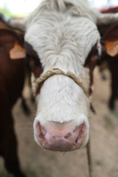 Foire Agricole Comice Agricole Saint Gervais Les Bains France — Photo