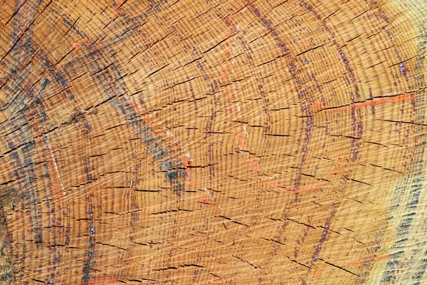 Τρανκ Ετήσια Δαχτυλίδια Δέντρο Ελάτης Σεν Ζερβέ Μπέινς Γαλλία — Φωτογραφία Αρχείου