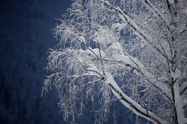 Winter Bäume Unter Schnee Saint Nicolas Veroce Frankreich — Stockfoto