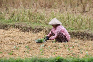 Kırsal alanda çalışan Lao çiftçisi. Vang Vieng. Laos. 