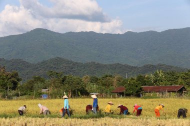 Kırsal alanda pirinç tarlalarında çalışan çiftçiler. Vang Vieng. Laos. 