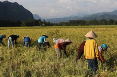 Kırsal alanda pirinç tarlalarında çalışan çiftçiler. Vang Vieng. Laos. 