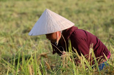 Tarım. Pirinç tarlası. Lao çiftçisi pirinç topluyor. Vang Vieng. Laos. 