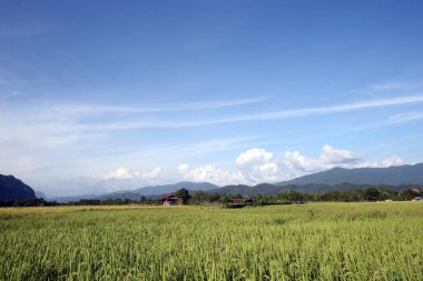 Muhteşem dağ manzaralı pirinç tarlaları. Vang Vieng. Laos. 