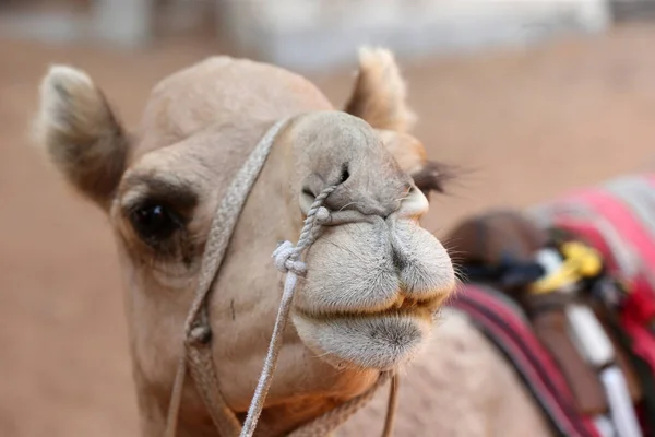 Abu Dhabi Fra Heritage Village Kamel Forente Arabiske Emirater – stockfoto