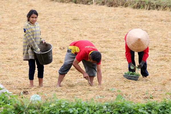 Lao Çiftçileri Kırsal Alanda Çalışıyor Vang Vieng Laos — Stok fotoğraf