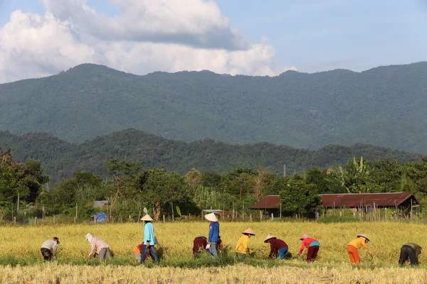 Kırsal alanda pirinç tarlalarında çalışan çiftçiler. Vang Vieng. Laos. 