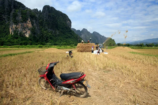 Rolnictwo Pole Ryżowe Laotańscy Rolnicy Zbierają Ryż Wiejskim Krajobrazie Jestem — Zdjęcie stockowe