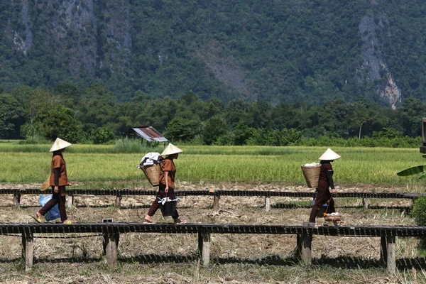 Pracownicy Hotelu Kurorcie Położonym Polach Ryżowych Jestem Vang Vieng Laos — Zdjęcie stockowe