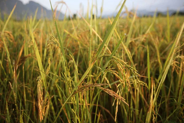 Agricultura Primer Plano Del Arroz Que Crece Arrozal Vang Vieng — Foto de Stock