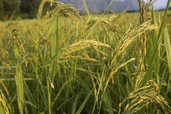 Agricultura Primer Plano Del Arroz Que Crece Arrozal Vang Vieng — Foto de Stock