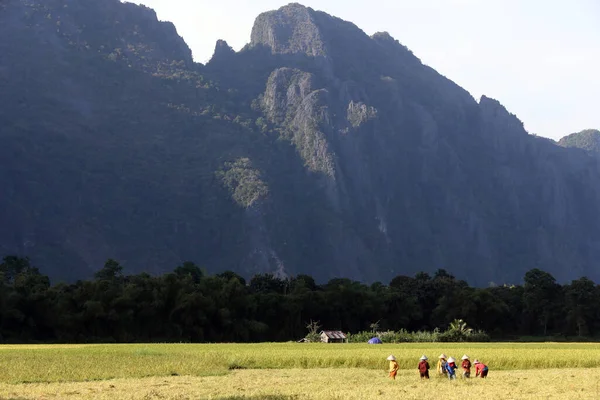 Campos Arroz Con Impresionante Fondo Montaña Agricultores Cosechando Arroz Vang — Foto de Stock