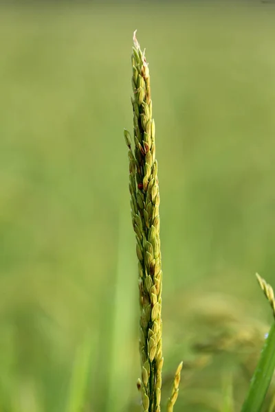 Landwirtschaft Großaufnahme Von Reis Der Auf Einem Reisfeld Wächst Vang — Stockfoto
