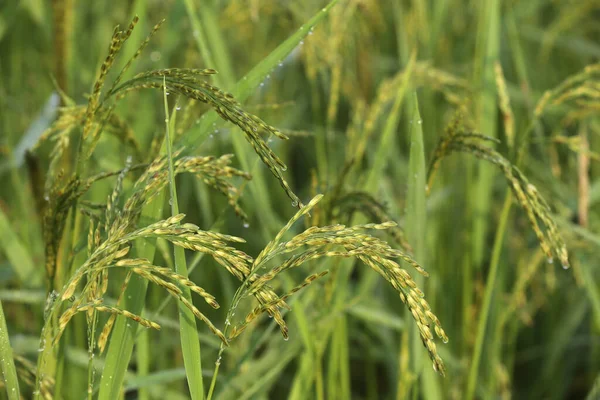 Γεωργία Κοντινό Πλάνο Ρυζιού Που Καλλιεργείται Ορυζώνες Βανγκ Βιενγκ Λάος — Φωτογραφία Αρχείου