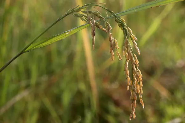 Agricultura Primer Plano Del Arroz Que Crece Arrozal Vang Vieng — Foto de Stock