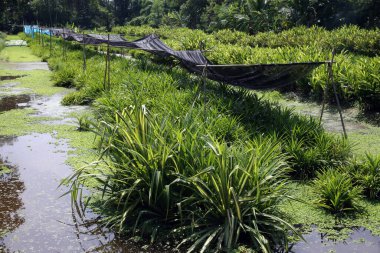 Bir Orkide Çiftliği. Bangkok 'ta. Tayland. 