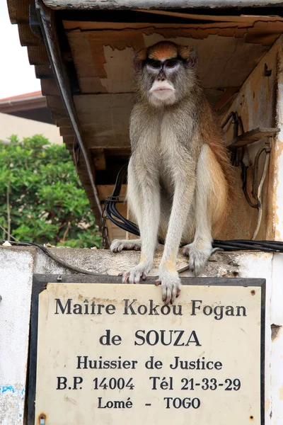 Scimmia Sul Cartello Ufficiale Giudiziario Togo — Foto Stock