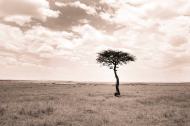 Çalılıktaki ağaç. Masai Mara oyun rezervi. Kenya. 
