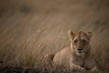 Savanada dişi aslan (Panthera leo). Masai Mara oyun rezervi. Kenya. 