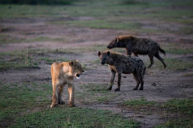 Afrika Aslanı (Panthera leo) dişisi Hyena 'ya (Crocuta crocuta) saldırıyor. Masai Mara oyun rezervi. Kenya. 