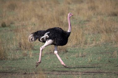 Savanada devekuşu. Masai Mara oyun rezervi. Kenya. 