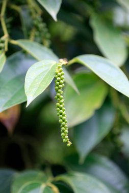 Karabiber tarlası. Phu Quoc. Vietnam.
