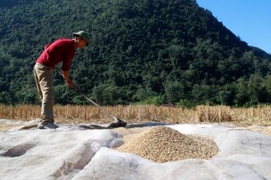 Vietnamlı bir çiftçi güneşte kurutmak için pirinç yayar. Bac Son. Vietnam.