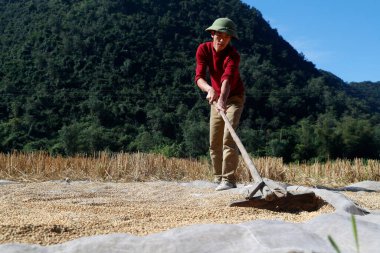 Vietnamlı bir çiftçi güneşte kurutmak için pirinç yayar. Bac Son. Vietnam.