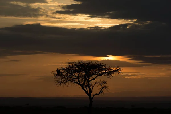 Sonnenaufgang Über Der Savanne Masai Mara Wildreservat Kenia — Stockfoto