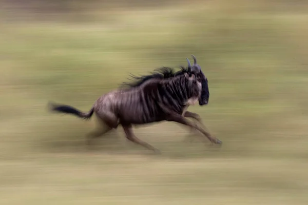 Ένα Τρεχούμενο Γκνου Connochaetes Taurinus Masai Mara Αποθεματικό Παιχνίδι Κένυα — Φωτογραφία Αρχείου