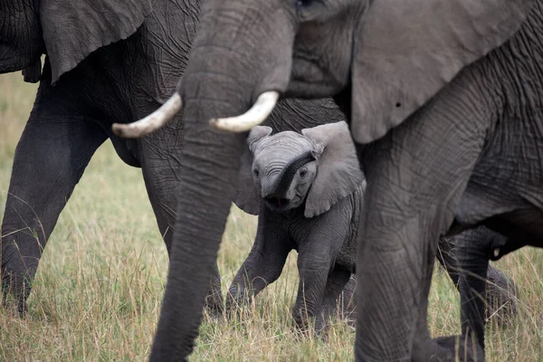 Jovem Elefante Africano Loxodonta Africana Caminhando Savana Reserva Jogo Masai — Fotografia de Stock